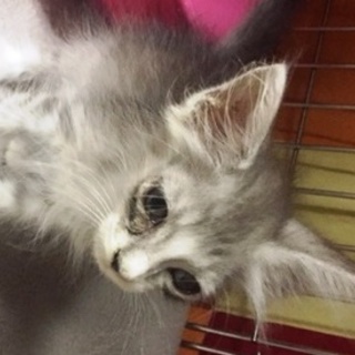 メインクーンの子猫　