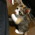 三毛猫♀