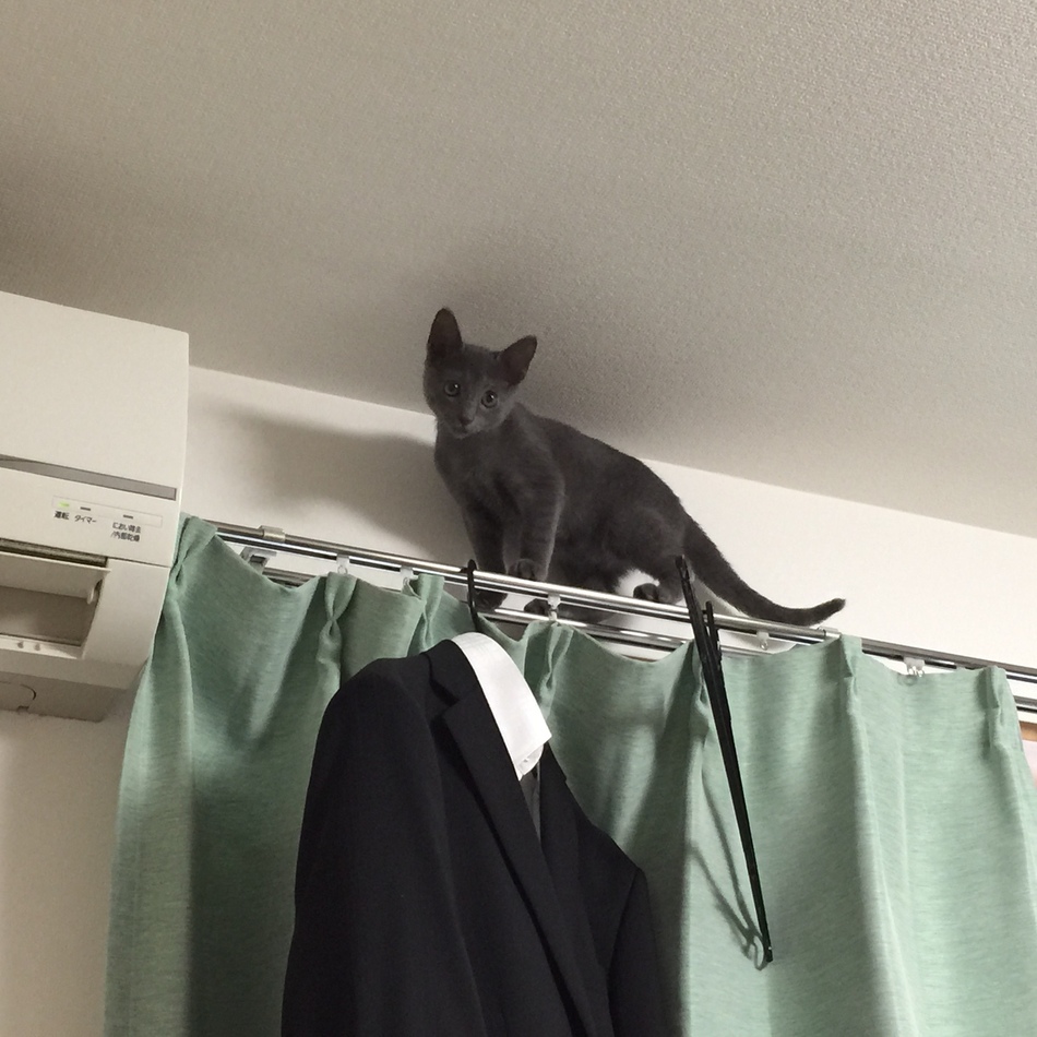 しゅいくんのカバー写真