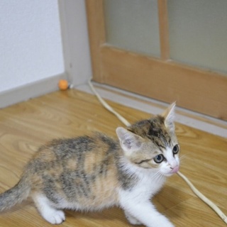 子猫のきょうだい３匹