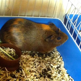 モルモット生後５ヶ月