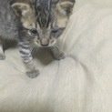 【再募集】子猫の里親さん