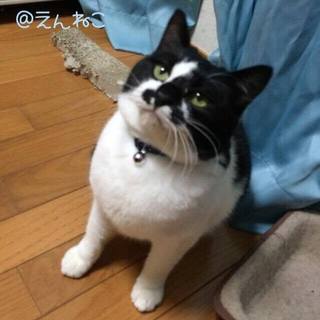 真鍋島からレスキューした『和くん』