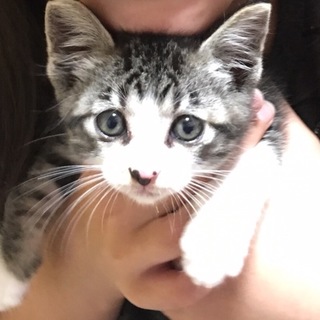 子猫 ２ヶ月