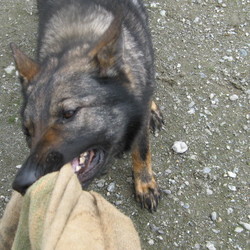 天覧会や訓練競技会目指してます。