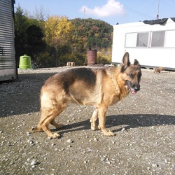 「天覧会や訓練競技会目指してます。」サムネイル2