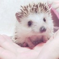 ハリネズミ