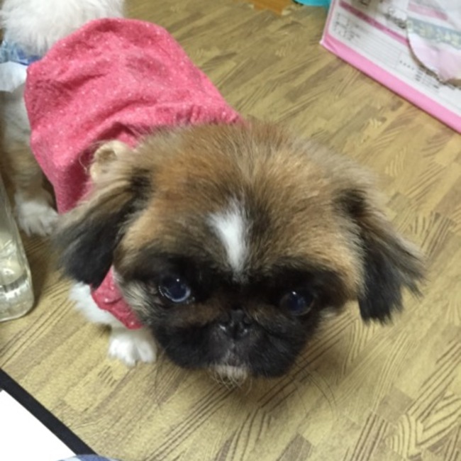 純愛天使のカバー写真