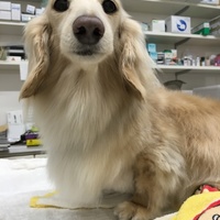 コロネ
