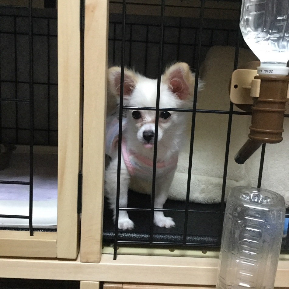 ミルクのカバー写真
