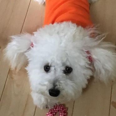 お風呂に入ってフッワフワに(•ॢ◡-ॢ)わたあめ空ちゃん(•ॢ◡-ॢ)