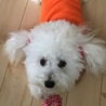 お風呂に入ってフッワフワに(•ॢ◡-ॢ)わたあめ空ちゃん(•ॢ◡-ॢ)