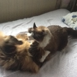 「うにから仕掛けるようになったバトル」サムネイル1