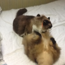 「うにから仕掛けるようになったバトル」サムネイル2