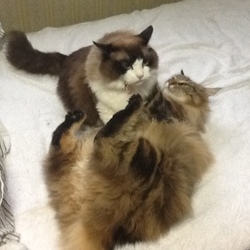 「うにから仕掛けるようになったバトル」サムネイル3