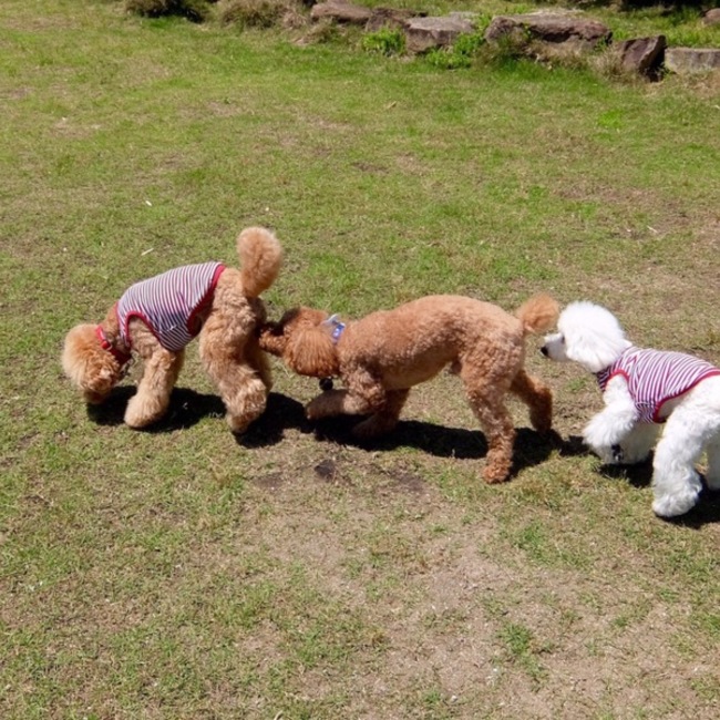 モカ君のカバー写真