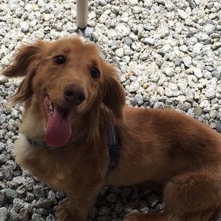 ミニチュアダックス里親募集