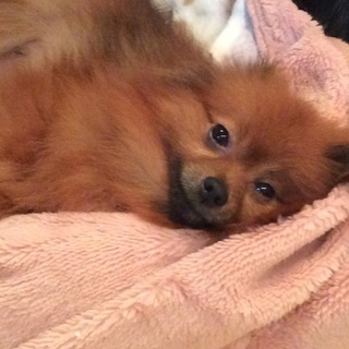 ポメラニアン女の子。ベルちゃん