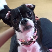 はなちゃん