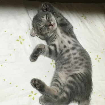 猫風邪でお医者さんへ行ってきたよ