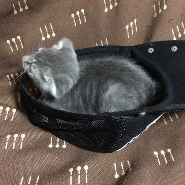 すっぽり(･∀･)