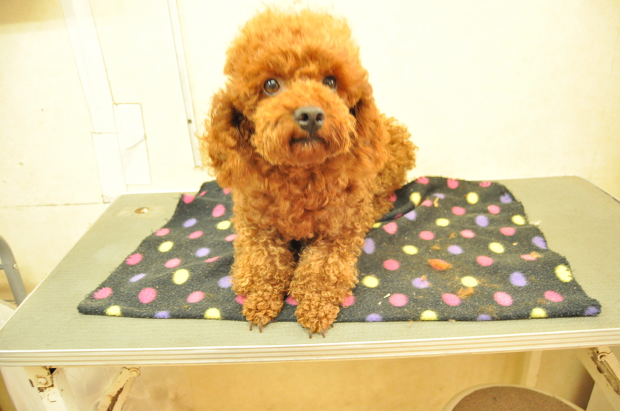 ☆受付☆トイプー №2 トイプードル 4歳2か月」大阪府 - 犬の里親募集(112210