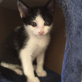 愛らしい黒白の兄妹　（メス）かりんちゃん