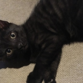 可愛い子猫の里親になってください。