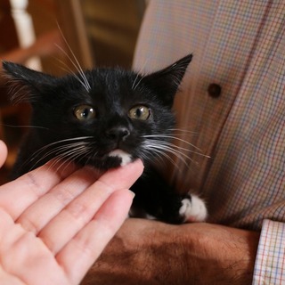 手袋と靴下履いてます黒白子猫