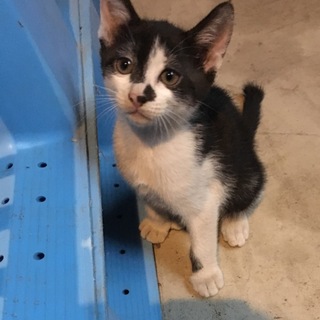 可愛い子猫の里親さんになってください。