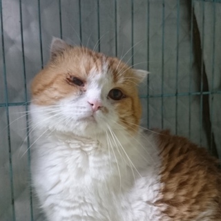 スコF★イチロー★♂・半折耳短毛・６歳・ハンデあり