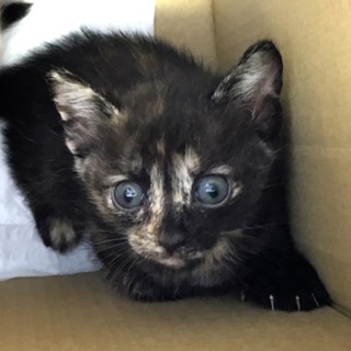 目が大きいサビ猫ちゃん
