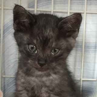 かわいい４兄妹の次女　にこりちゃん