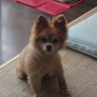 ラム