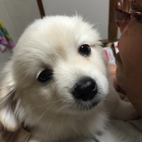マロン