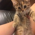 パワフル元気いっぱいももちゃん
