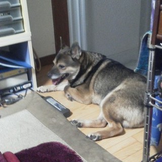 私事で育てる事が出来ないので里親さん求めます。