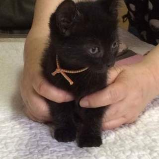 黒猫ちゃんを家族にお願いします