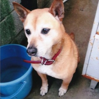 飼い主さんが亡くなられ、新たな家族を急募！