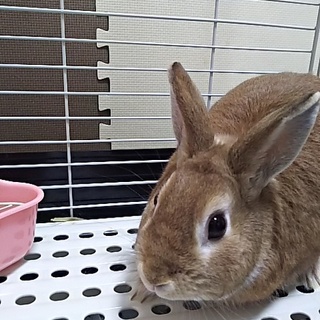 うさぎの里親探してます