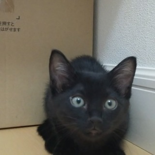 スレンダー美仔猫