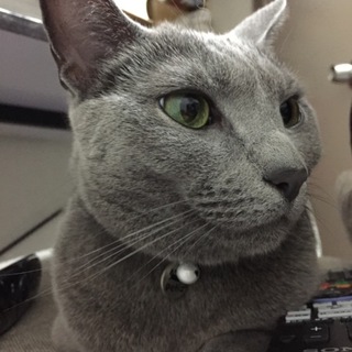 ロシアンブルーです☆