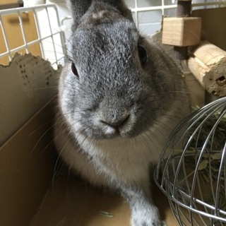 可愛いのうさぎさん