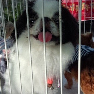 募集停止狆女の子パンパースちゃん５歳６か月