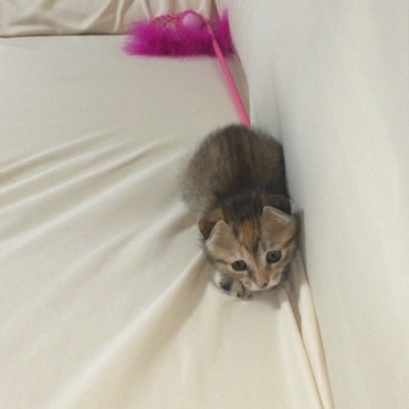 家にきて2日目、もうなれまくってかなりやんちゃになってきました。ソファーの上で何か狙ってます（笑）
