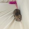 家にきて2日目、もうなれまくってかなりやんちゃになってきました。ソファーの上で何か狙ってます（笑）