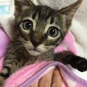 子猫ちゃん里親緊急募集！