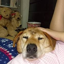 里親だより～はち君編～