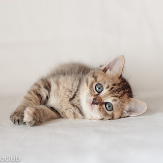 元気で懐こい花ちゃん