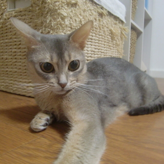 不動産会社との交渉で我が家に迎えることが出来ました